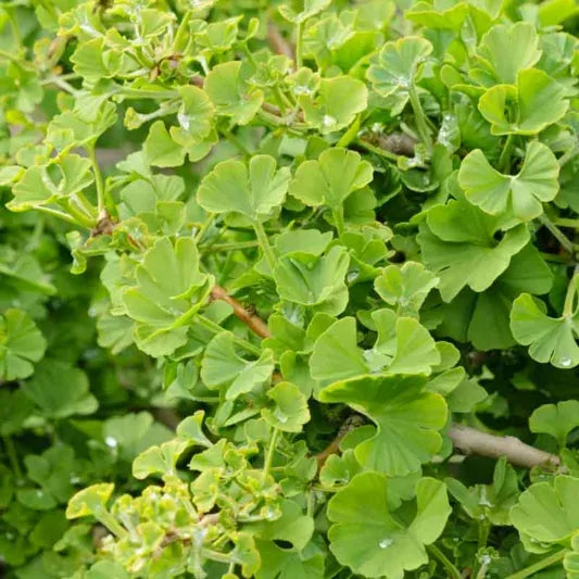 Ginkgo Biloba Mariken Tree Form Single Stem - View 11 from www redcrocus com