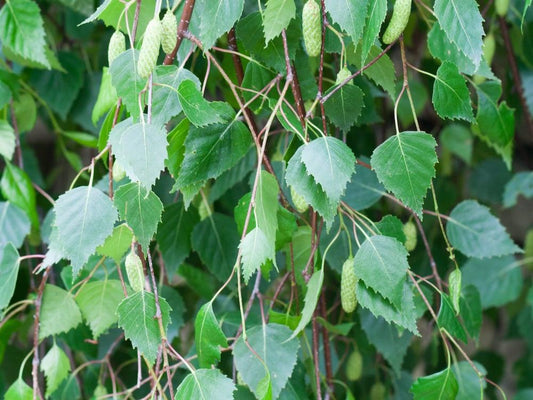Betula Pendula Youngii - View 11 from www redcrocus com