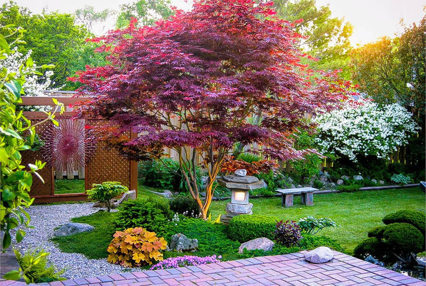 Acer Palmatum Bloodgood - View 1 from www redcrocus com