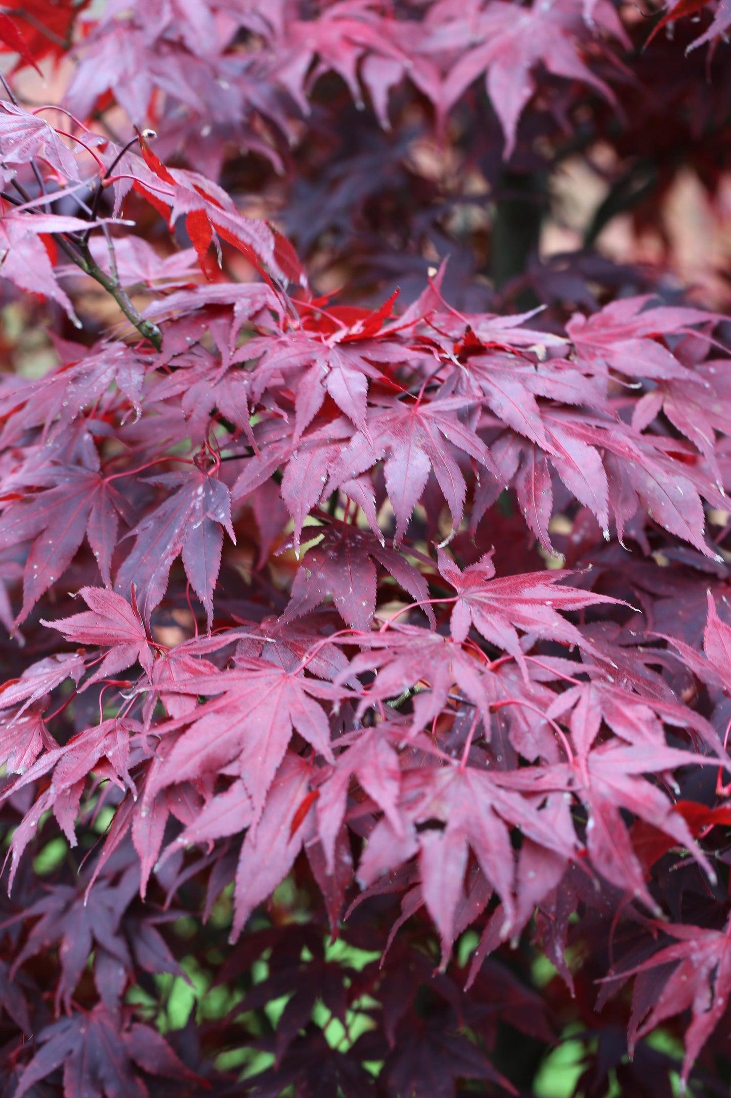 Acer Palmatum Bloodgood - View 20 from www redcrocus com