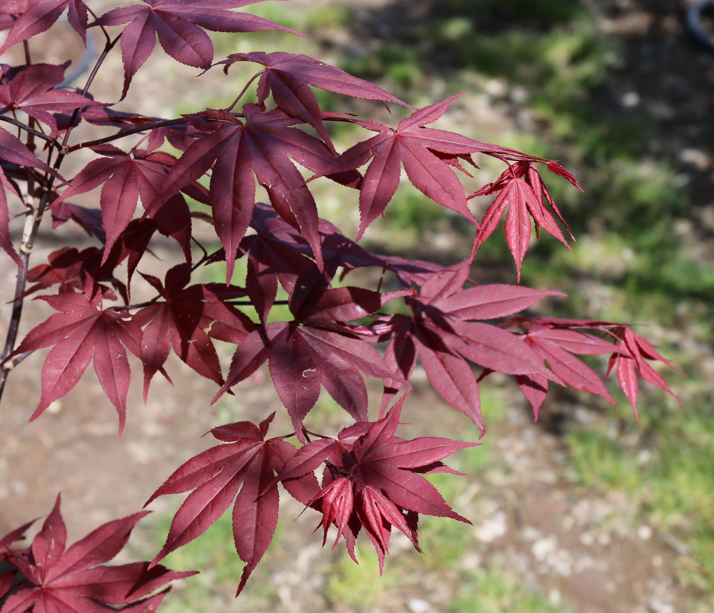 Acer Palmatum Bloodgood - View 7 from www redcrocus com