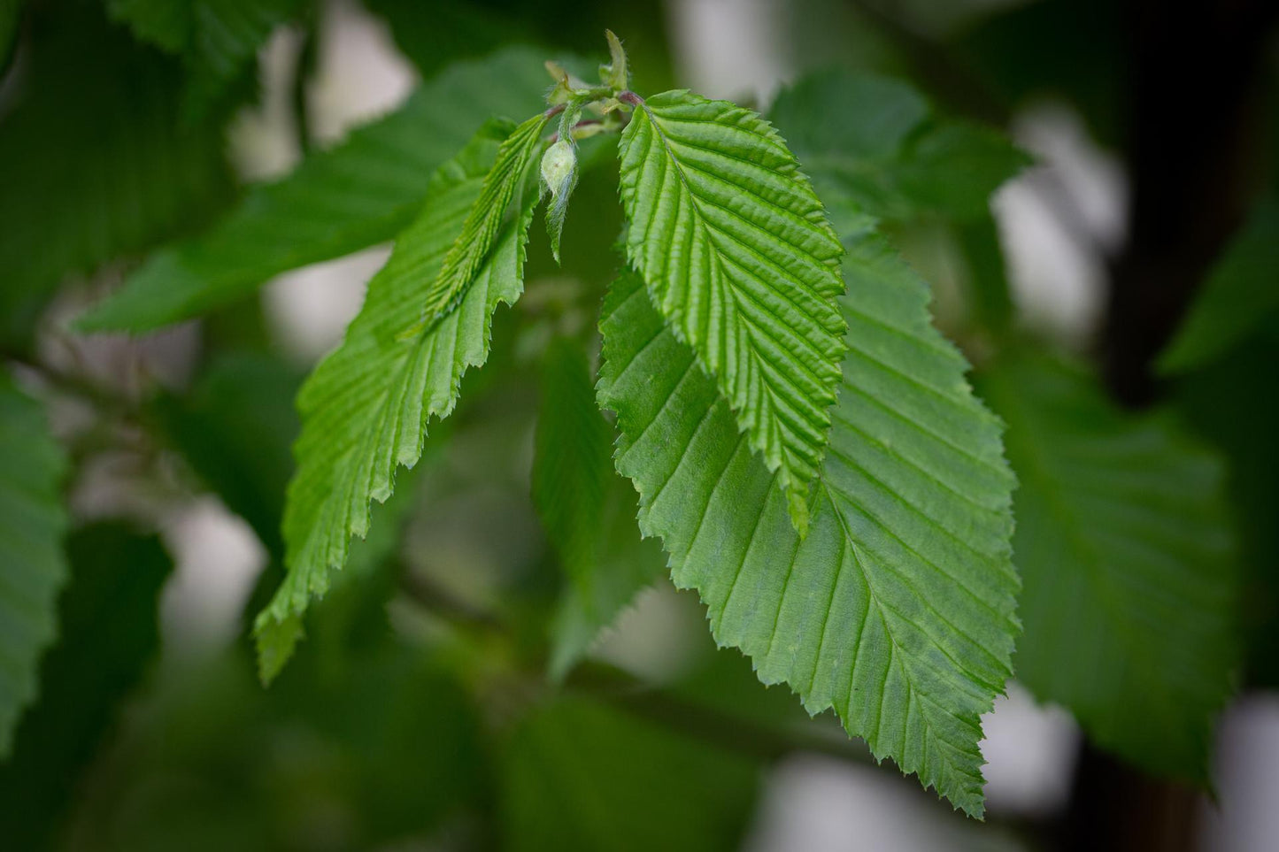 Carpinus Betulus Frans Fontaine Low Branch - View 17 from www redcrocus com