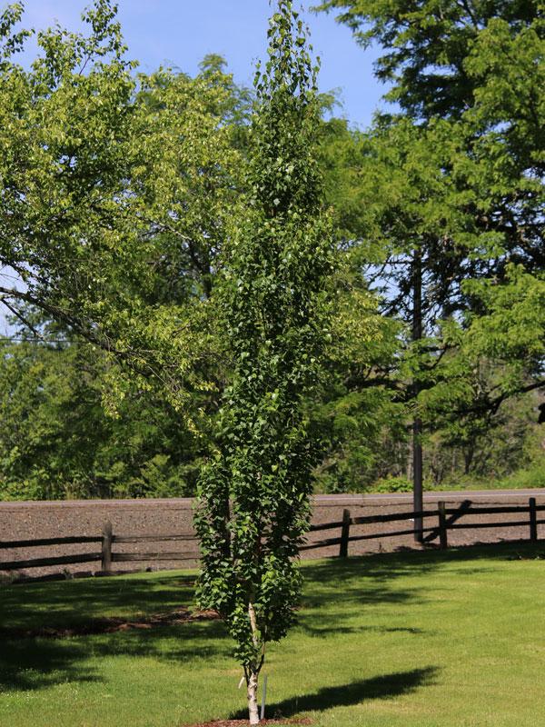 Betula Platyphylla Parkland Pillar Single Stem - View 10 from www redcrocus com