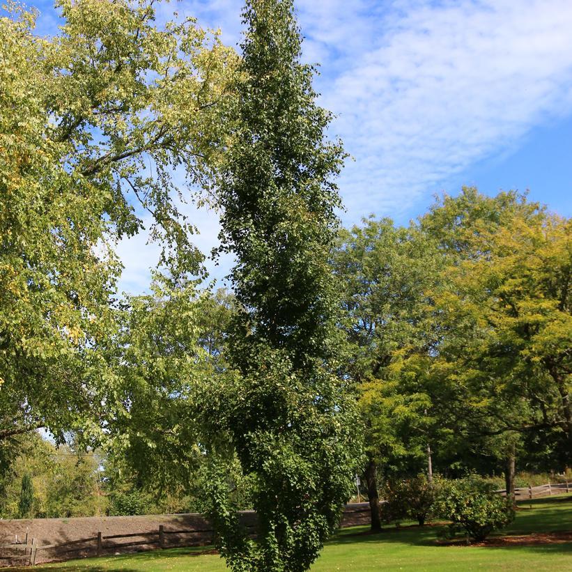 Betula Platyphylla Parkland Pillar Single Stem - View 12 from www redcrocus com