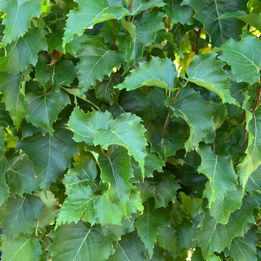 Betula Platyphylla Parkland Pillar Single Stem - View 13 from www redcrocus com