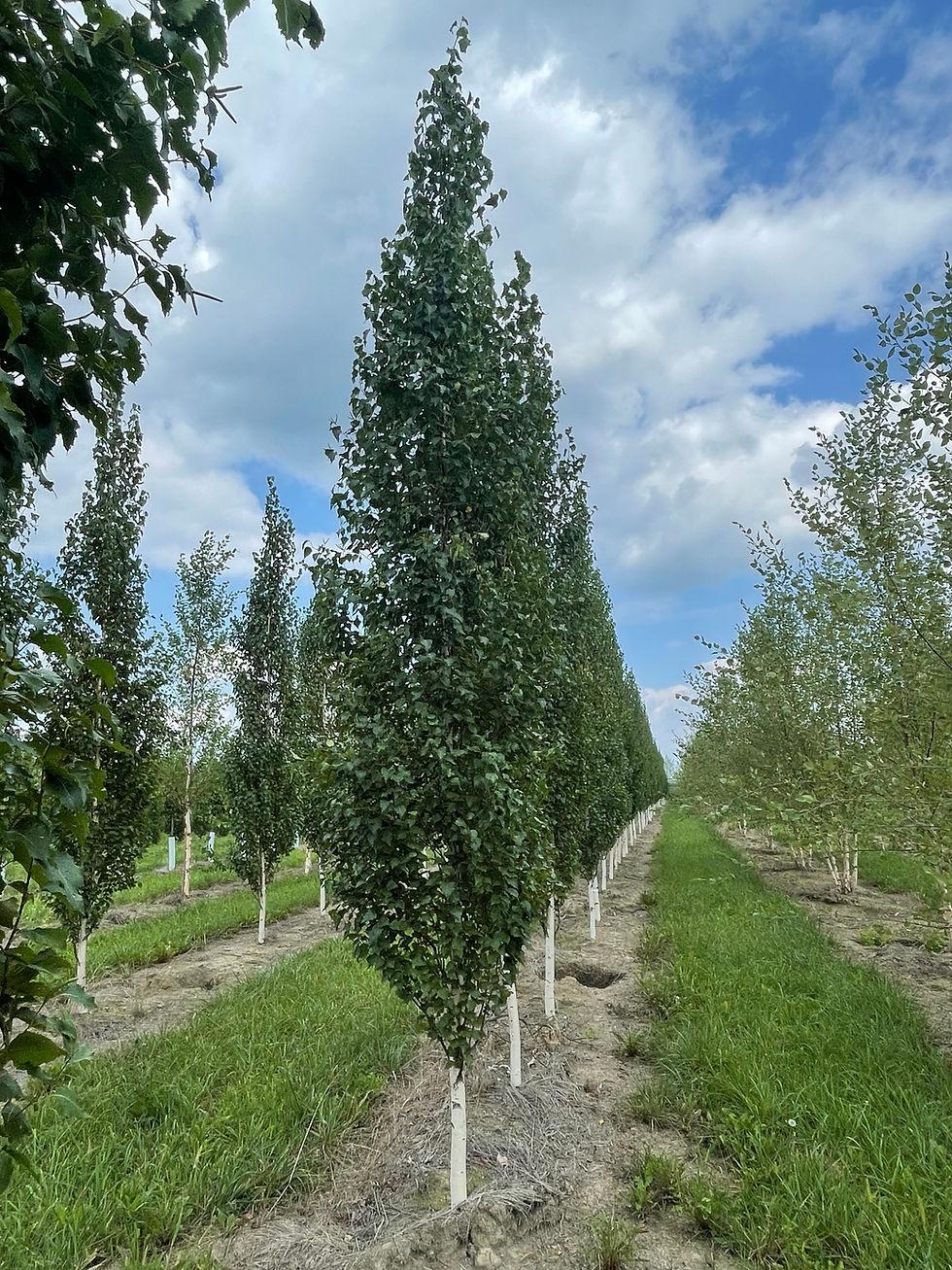 Betula Platyphylla Parkland Pillar Single Stem - View 14 from www redcrocus com