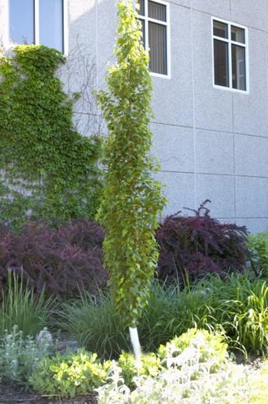 Betula Platyphylla Parkland Pillar Single Stem - View 16 from www redcrocus com