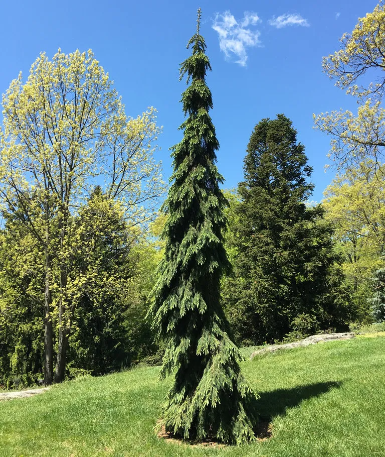 Betula Platyphylla Parkland Pillar Single Stem - View 17 from www redcrocus com