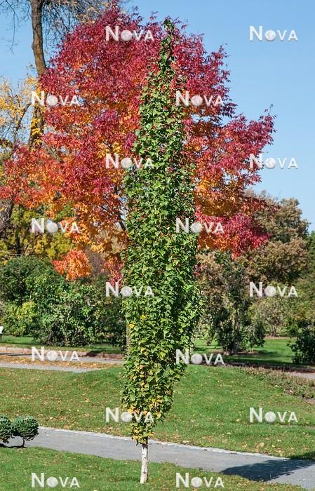 Betula Platyphylla Parkland Pillar Single Stem - View 18 from www redcrocus com