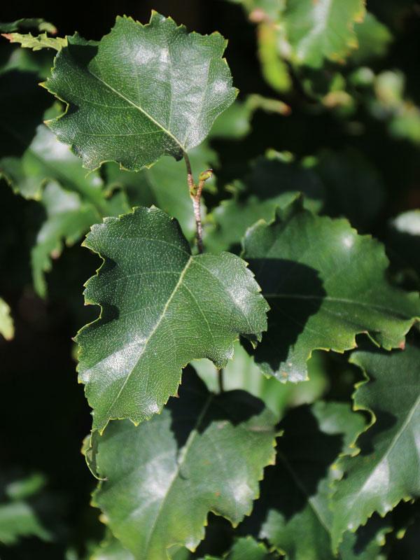 Betula Platyphylla Parkland Pillar Single Stem - View 19 from www redcrocus com