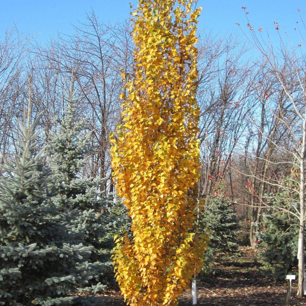 Betula Platyphylla Parkland Pillar Single Stem - View 3 from www redcrocus com