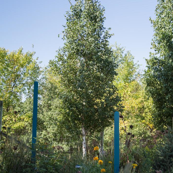Betula Platyphylla Parkland Pillar Single Stem - View 4 from www redcrocus com