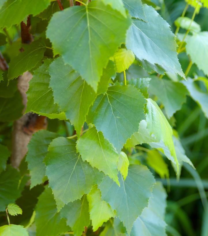 Betula Platyphylla Parkland Pillar Single Stem - View 5 from www redcrocus com