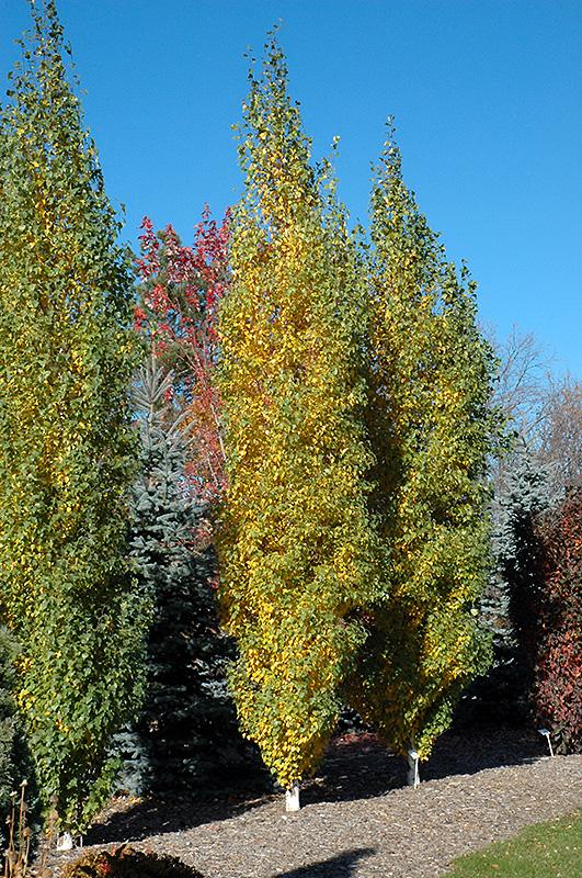 Betula Platyphylla Parkland Pillar Single Stem - View 6 from www redcrocus com