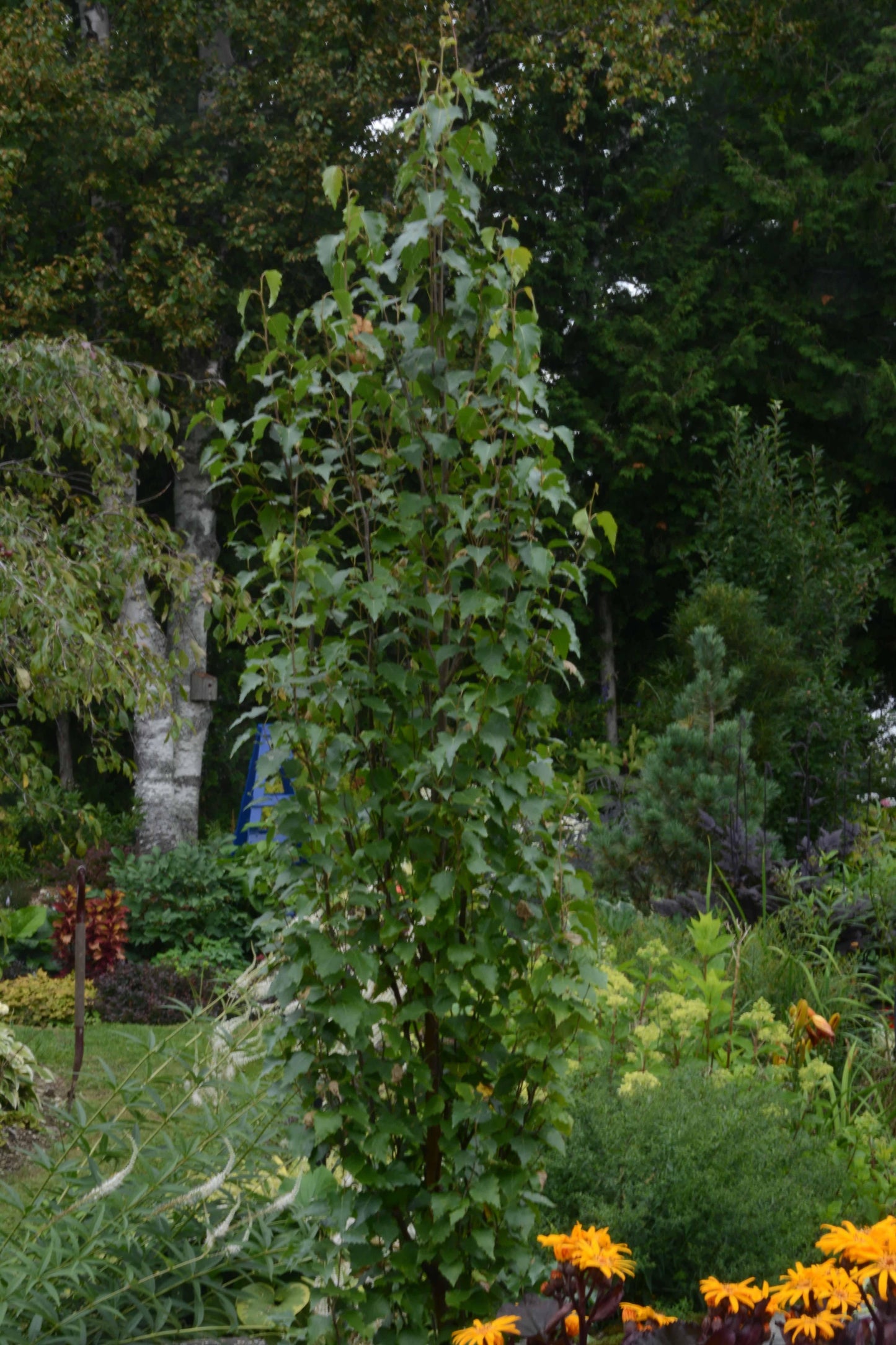 Betula Platyphylla Parkland Pillar Single Stem - View 7 from www redcrocus com