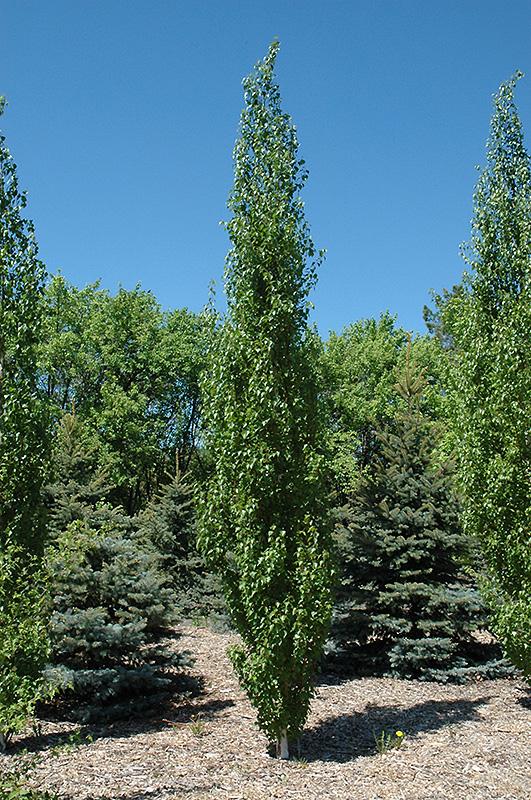 Betula Platyphylla Parkland Pillar Single Stem - View 8 from www redcrocus com