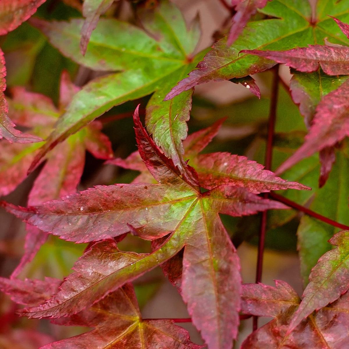 Acer Palmatum Beni Maiko - View 11 from www redcrocus com
