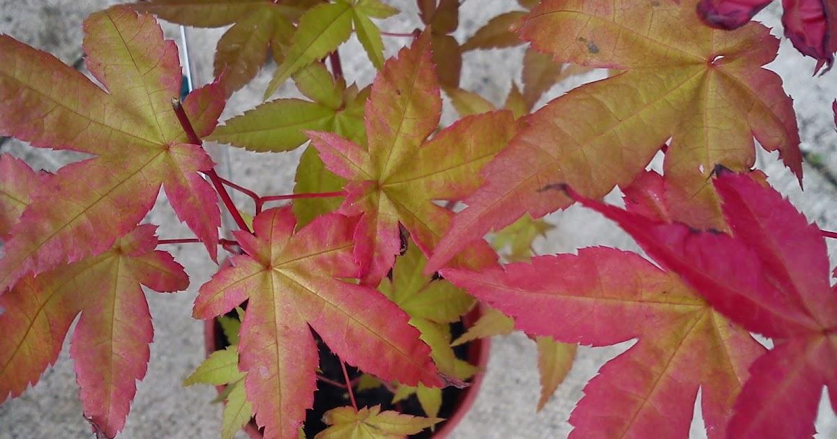 Acer Palmatum Beni Maiko - View 12 from www redcrocus com