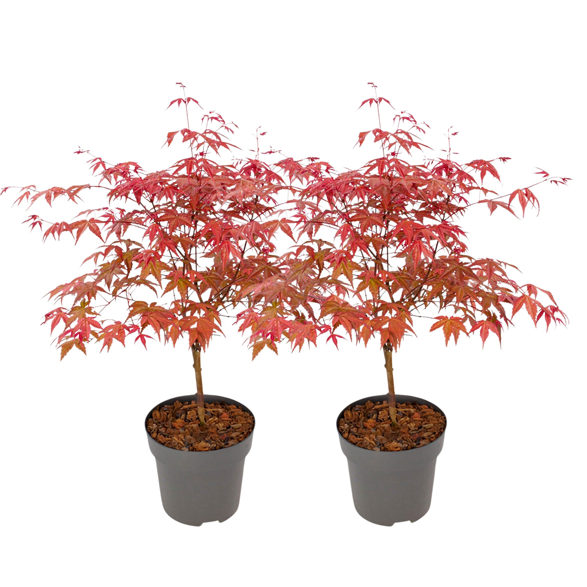 Acer Palmatum Beni Maiko - View 2 from www redcrocus com