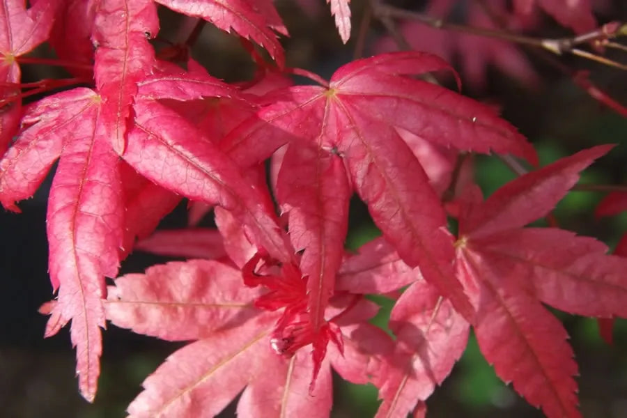 Acer Palmatum Beni Maiko - View 4 from www redcrocus com