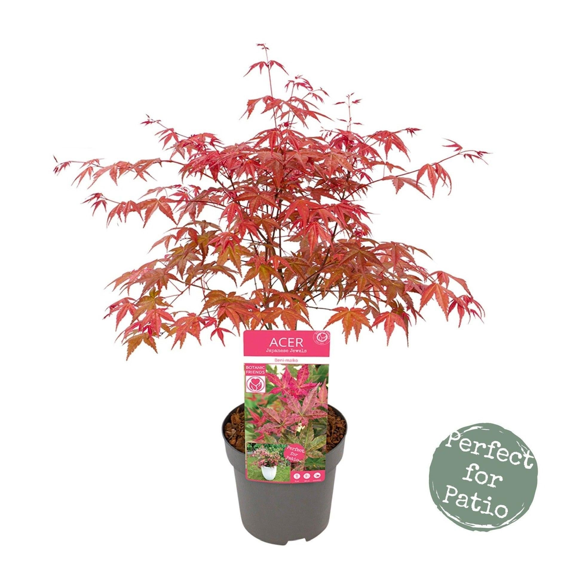 Acer Palmatum Beni Maiko - View 5 from www redcrocus com