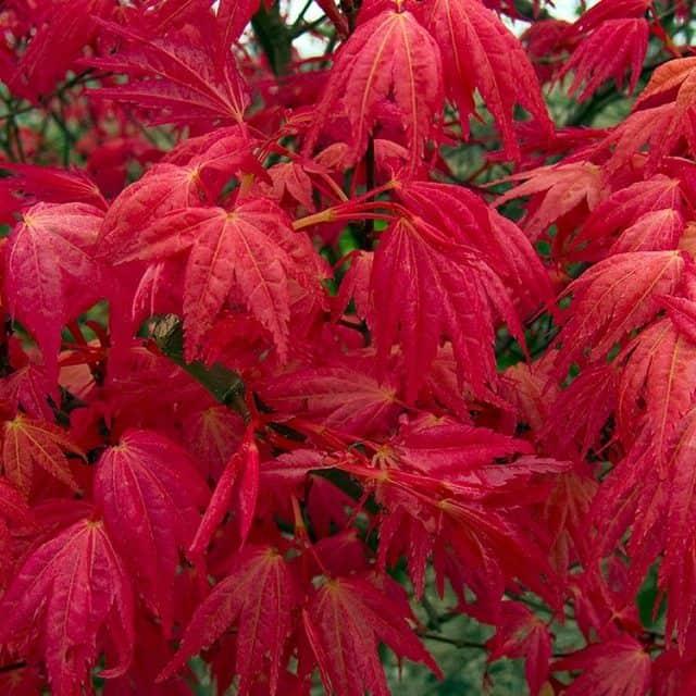 Acer Palmatum Beni Maiko - View 6 from www redcrocus com