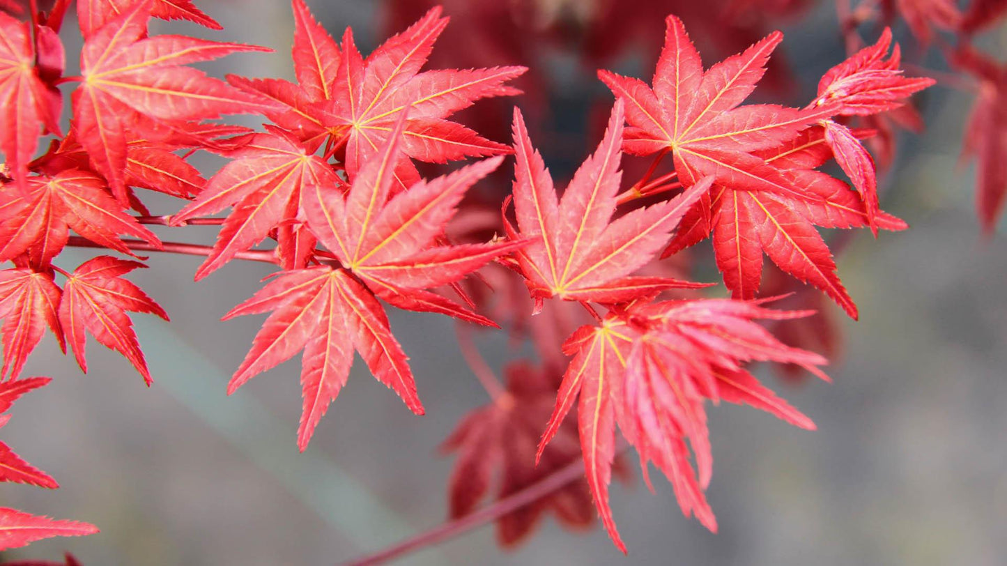 Acer Palmatum Beni Maiko - View 7 from www redcrocus com