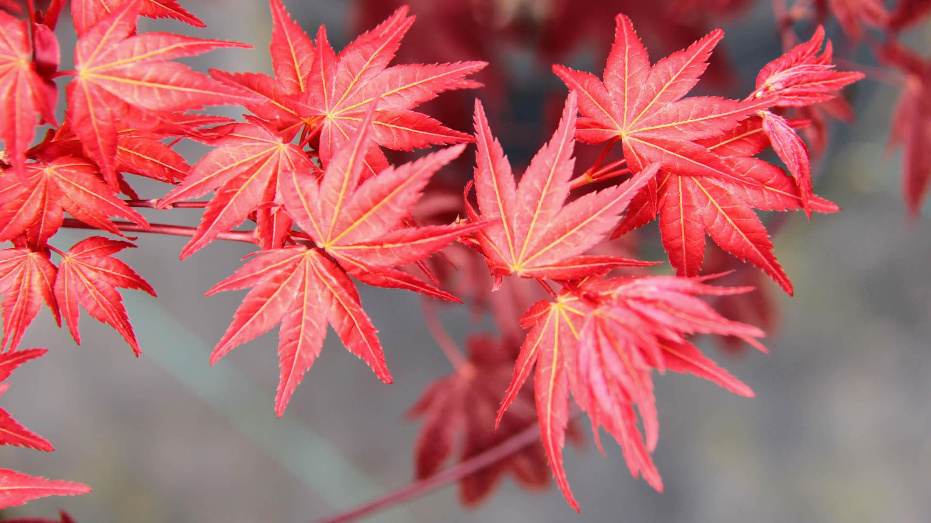 Acer Palmatum Beni Maiko - View 7 from www redcrocus com