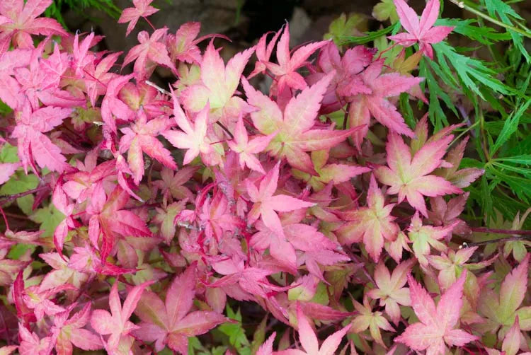Acer Palmatum Beni Maiko - View 8 from www redcrocus com
