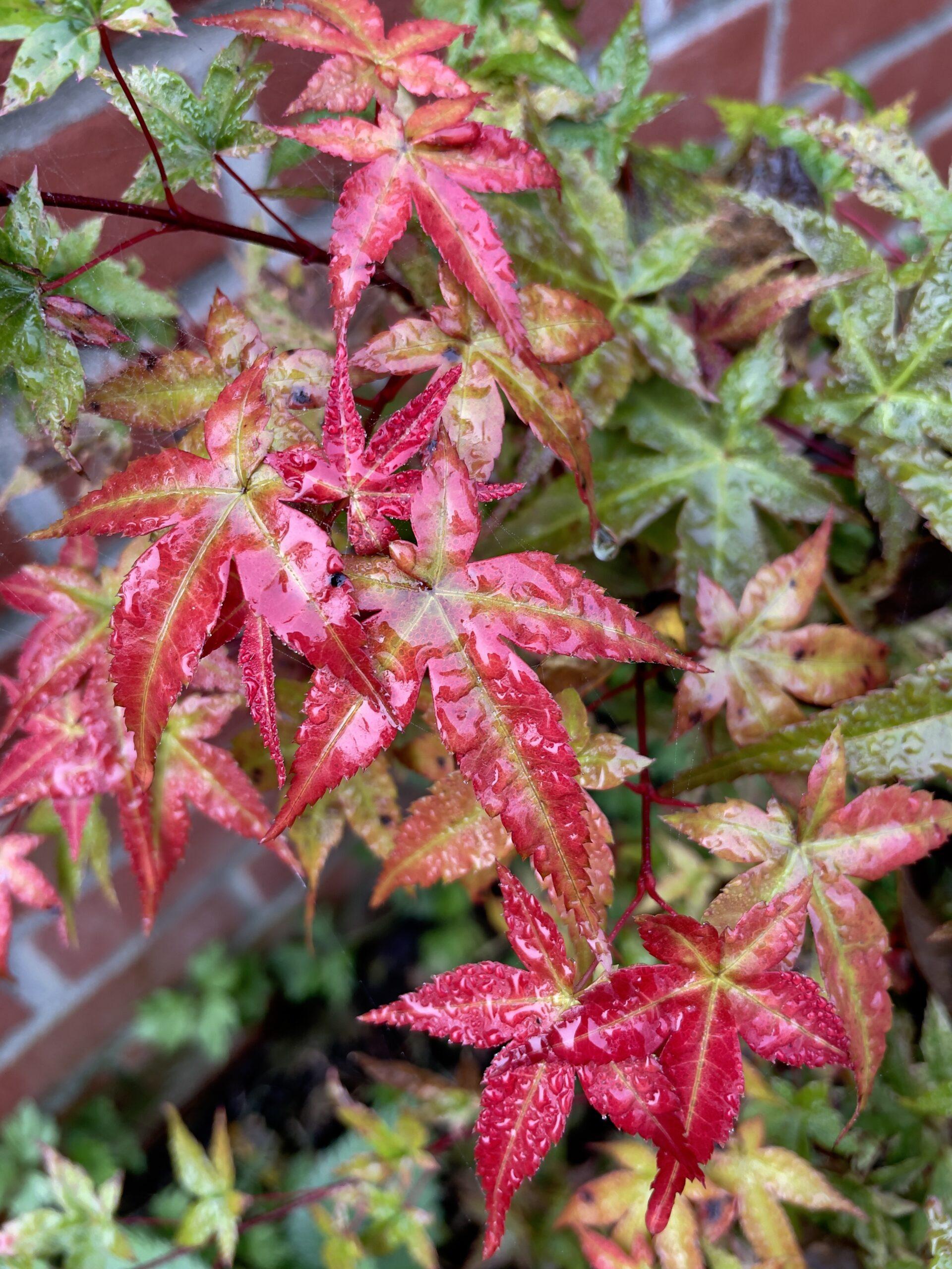Acer Palmatum 'beni Maiko' - View 11 from www redcrocus com