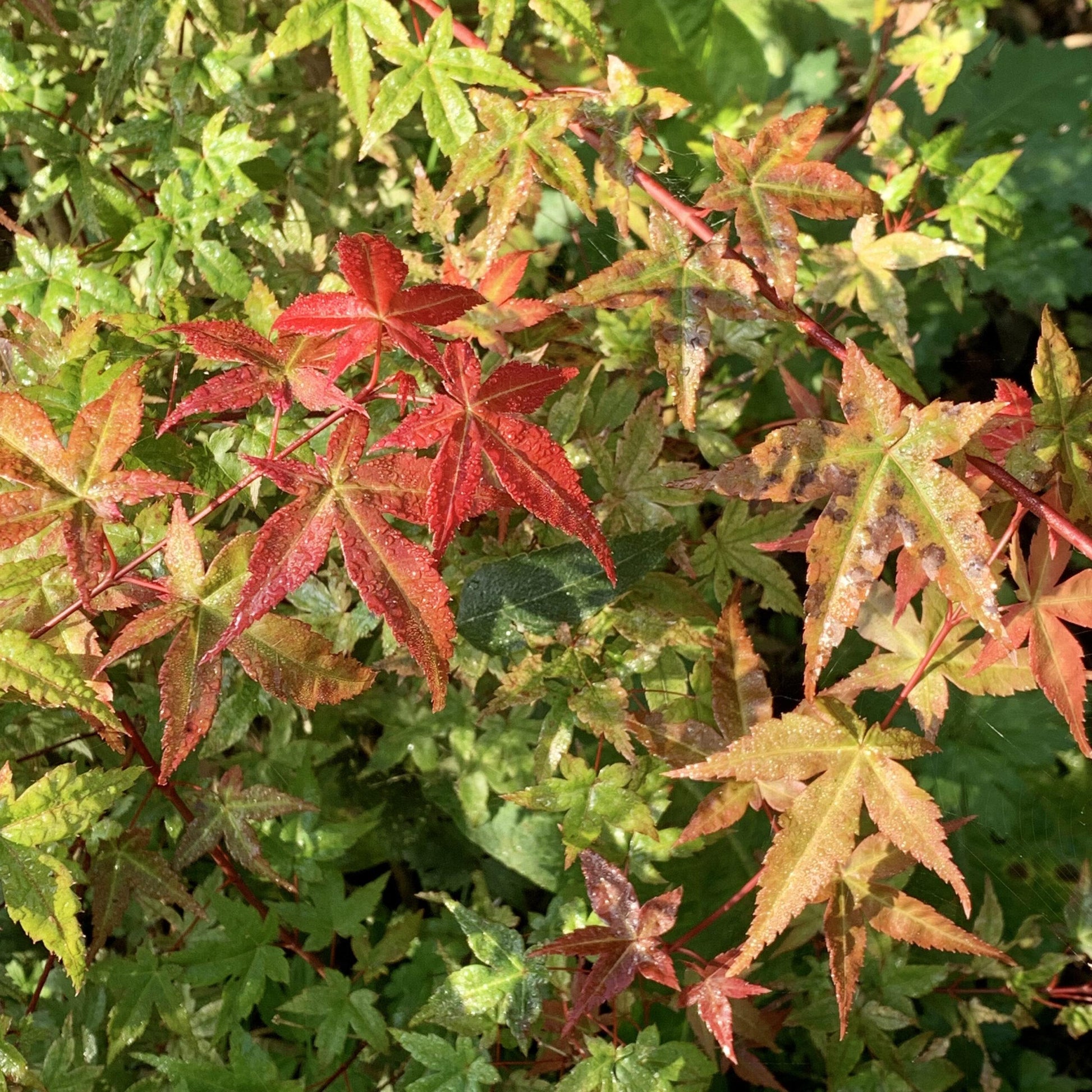 Acer Palmatum 'beni Maiko' - View 14 from www redcrocus com