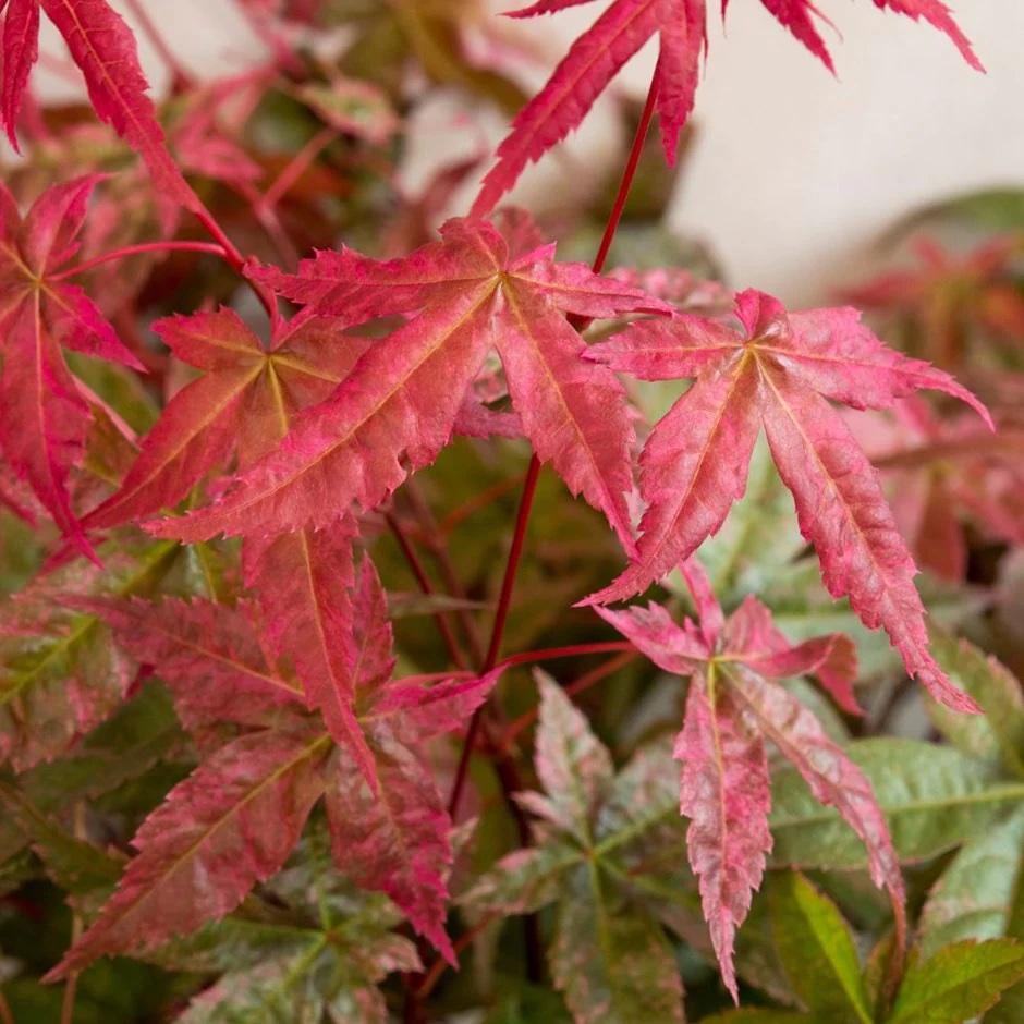 Acer Palmatum 'beni Maiko' - View 15 from www redcrocus com