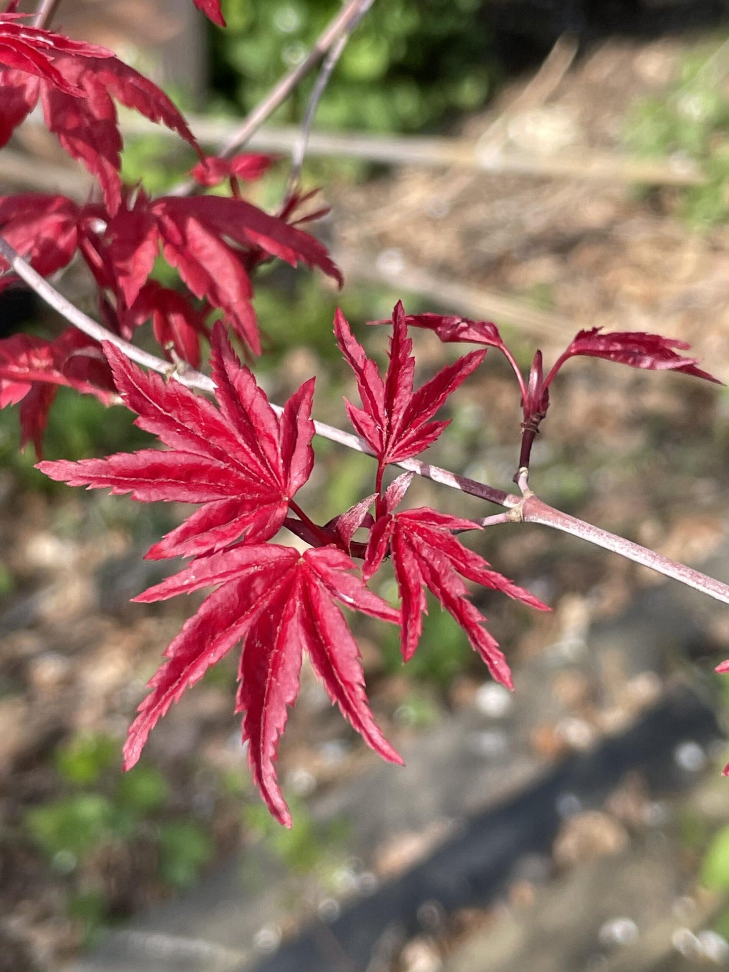 Acer Palmatum 'beni Maiko' - View 1 from www redcrocus com