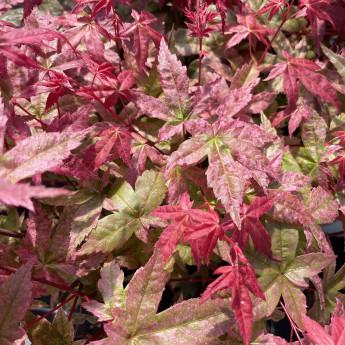 Acer Palmatum 'beni Maiko' - View 2 from www redcrocus com