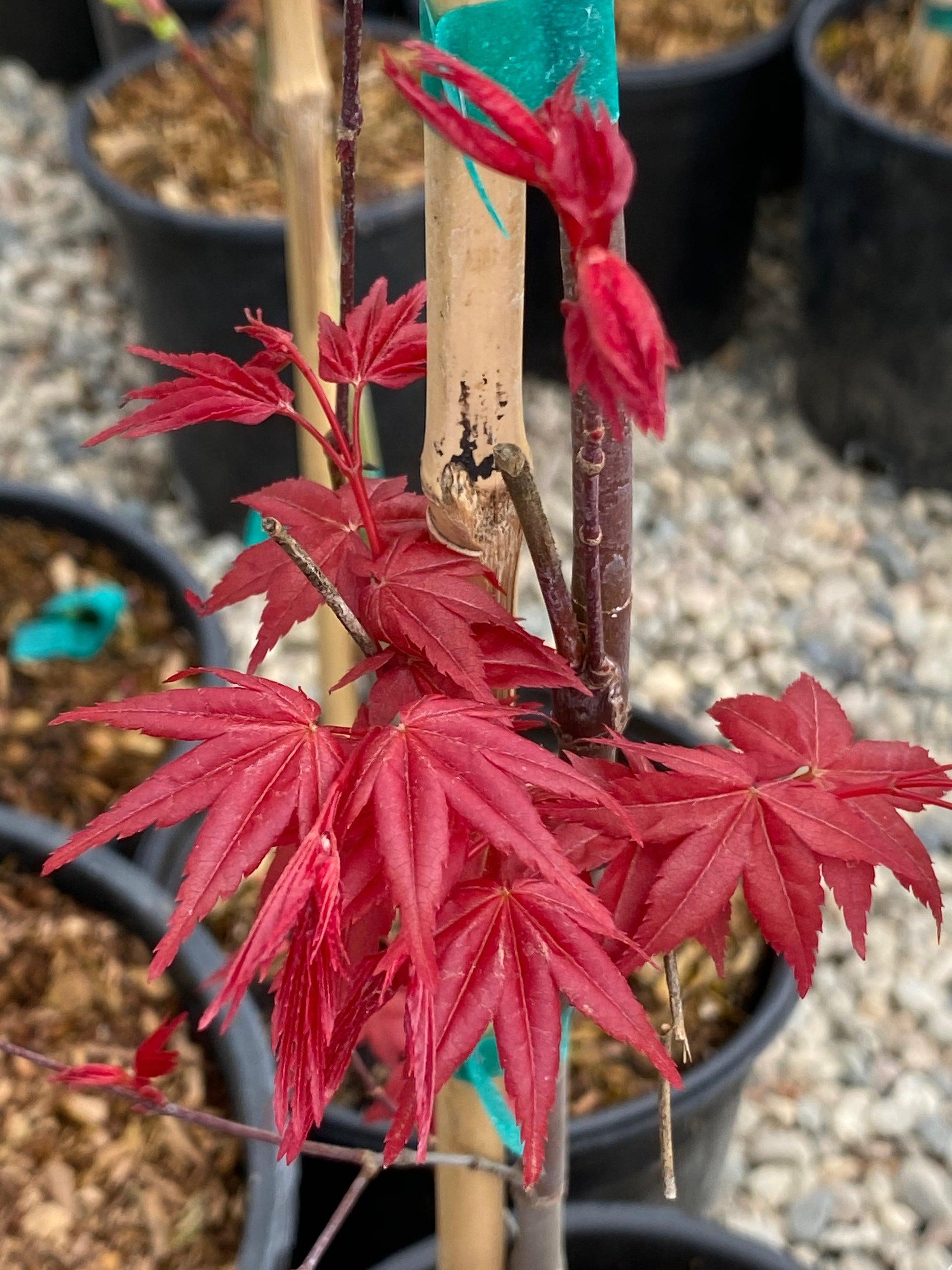 Acer Palmatum 'beni Maiko' - View 3 from www redcrocus com