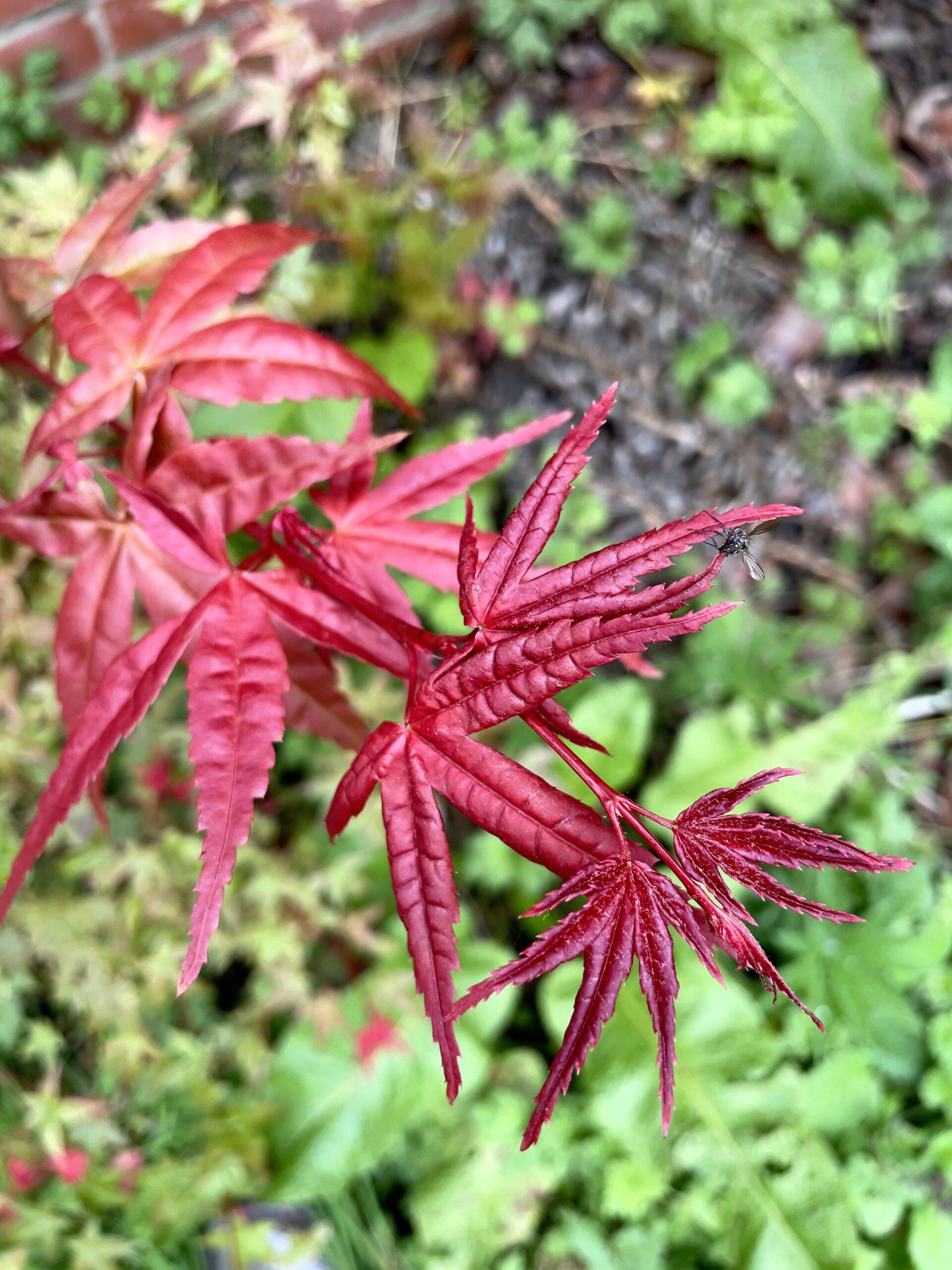 Acer Palmatum 'beni Maiko' - View 4 from www redcrocus com