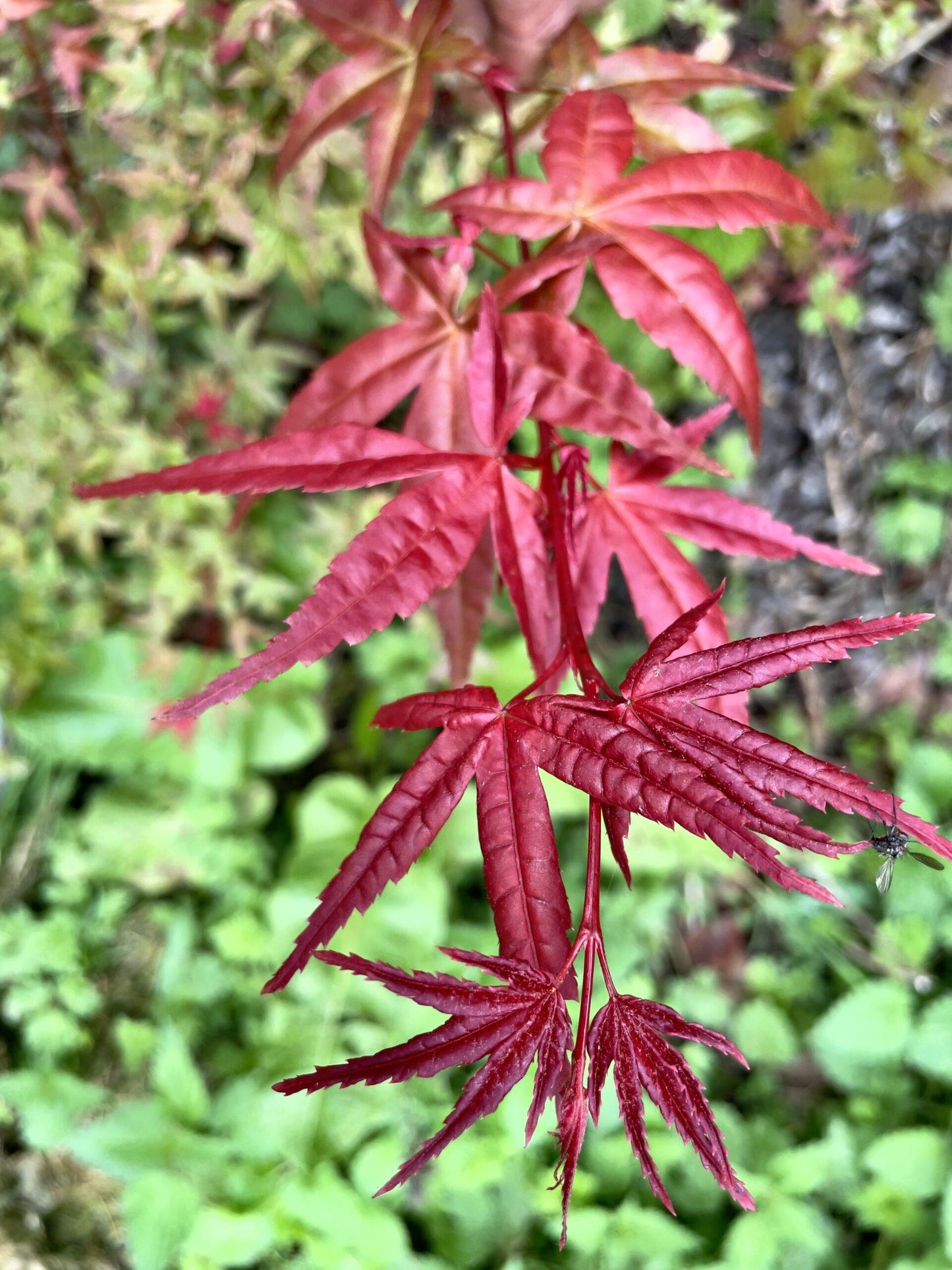 Acer Palmatum 'beni Maiko' - View 5 from www redcrocus com