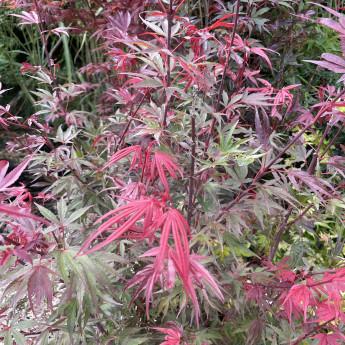 Acer Palmatum 'beni Maiko' - View 6 from www redcrocus com