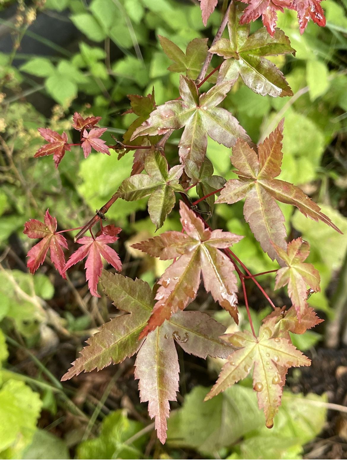 Acer Palmatum 'beni Maiko' - View 7 from www redcrocus com