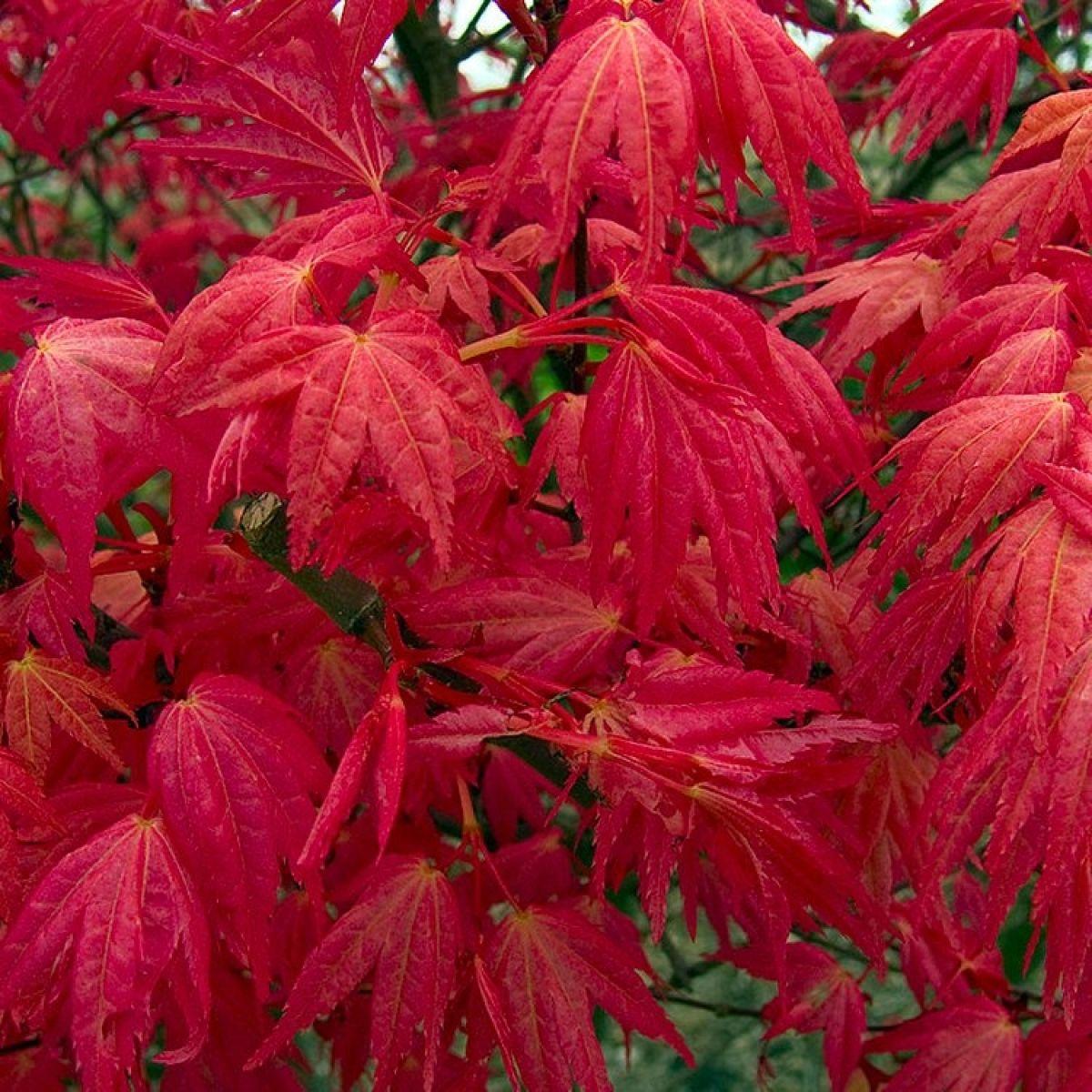 Acer Palmatum 'beni Maiko' - View 8 from www redcrocus com