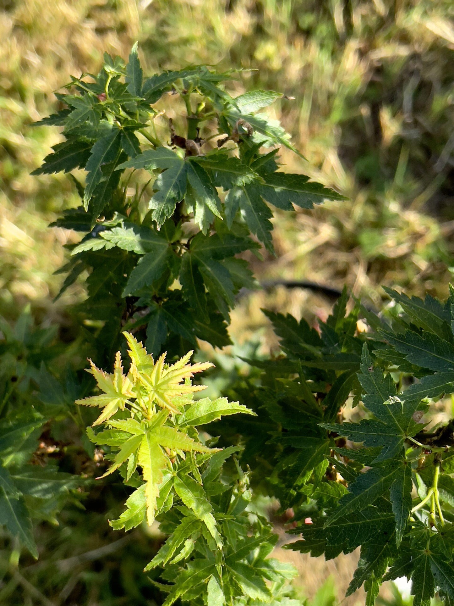 Acer Palmatum Goshiki Kotohime - View 14 from www redcrocus com