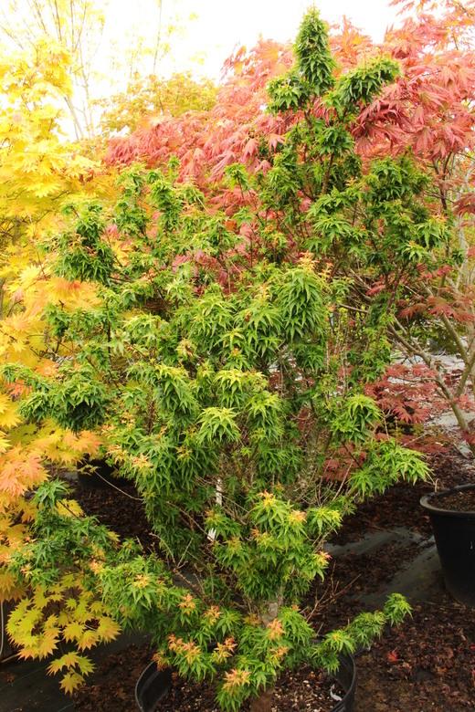 Acer Palmatum Goshiki Kotohime - View 15 from www redcrocus com
