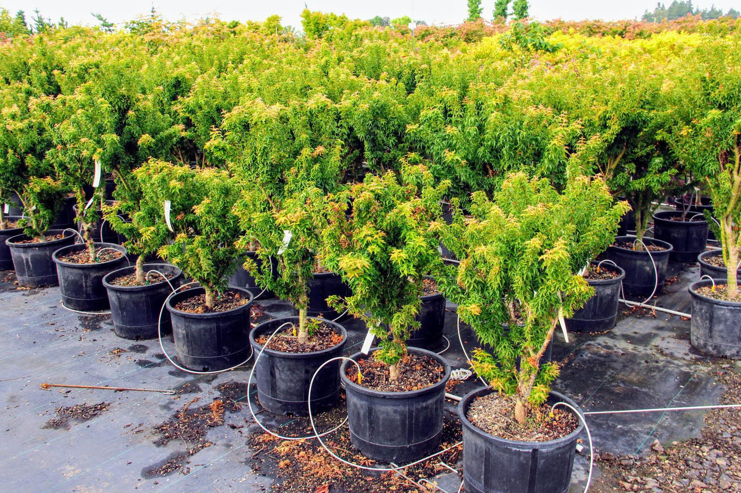 Acer Palmatum 'goshiki Kotohime' - View 14 from www redcrocus com