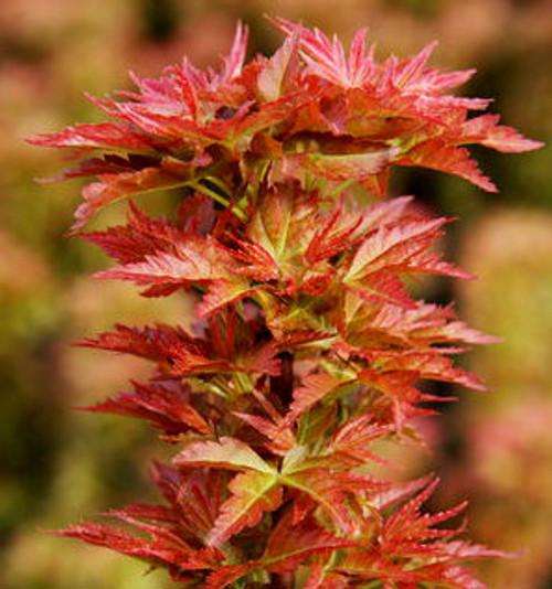 Acer Palmatum 'goshiki Kotohime' - View 15 from www redcrocus com