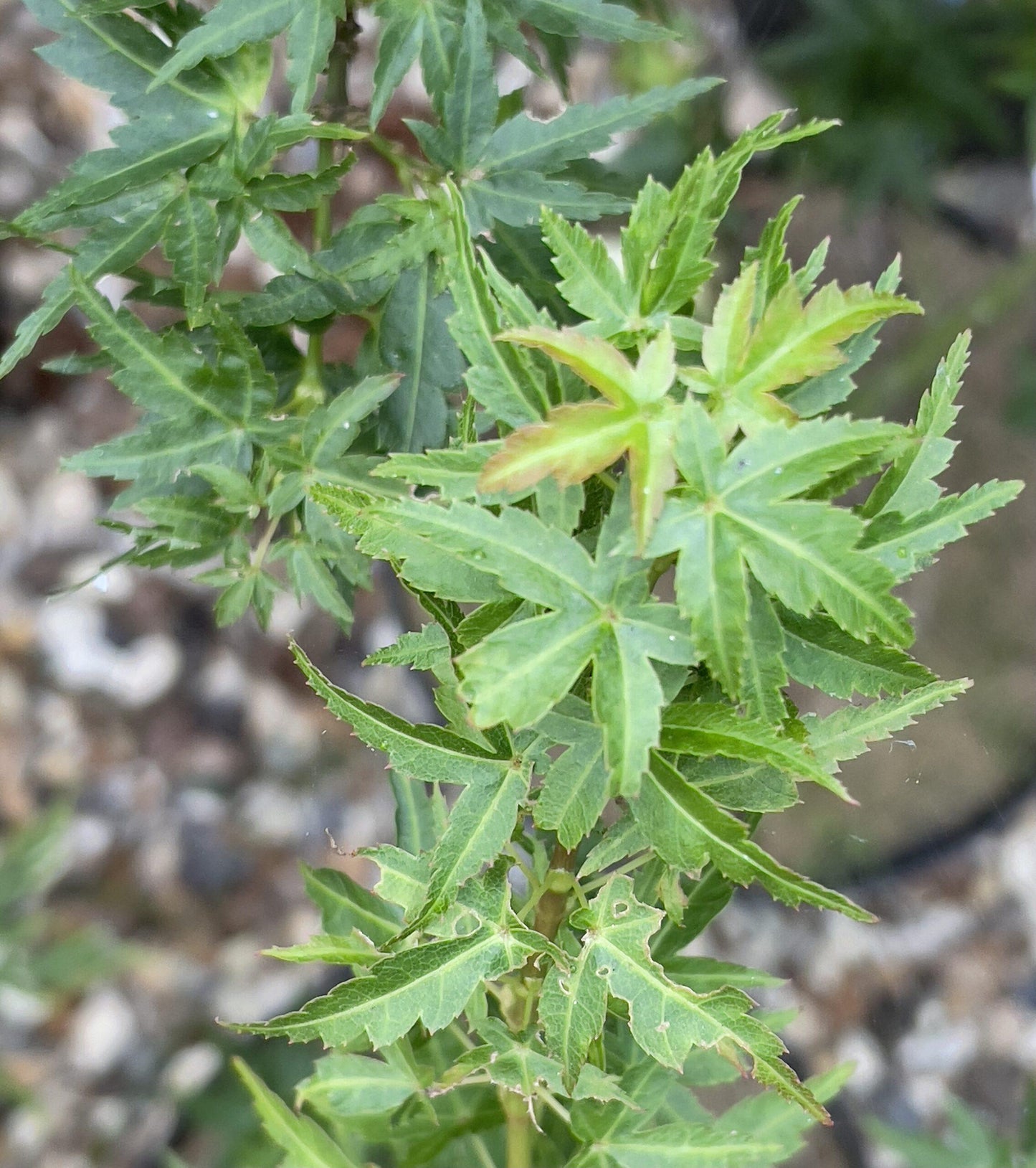 Acer Palmatum 'goshiki Kotohime' - View 17 from www redcrocus com
