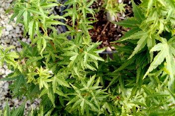 Acer Palmatum 'goshiki Kotohime' - View 19 from www redcrocus com