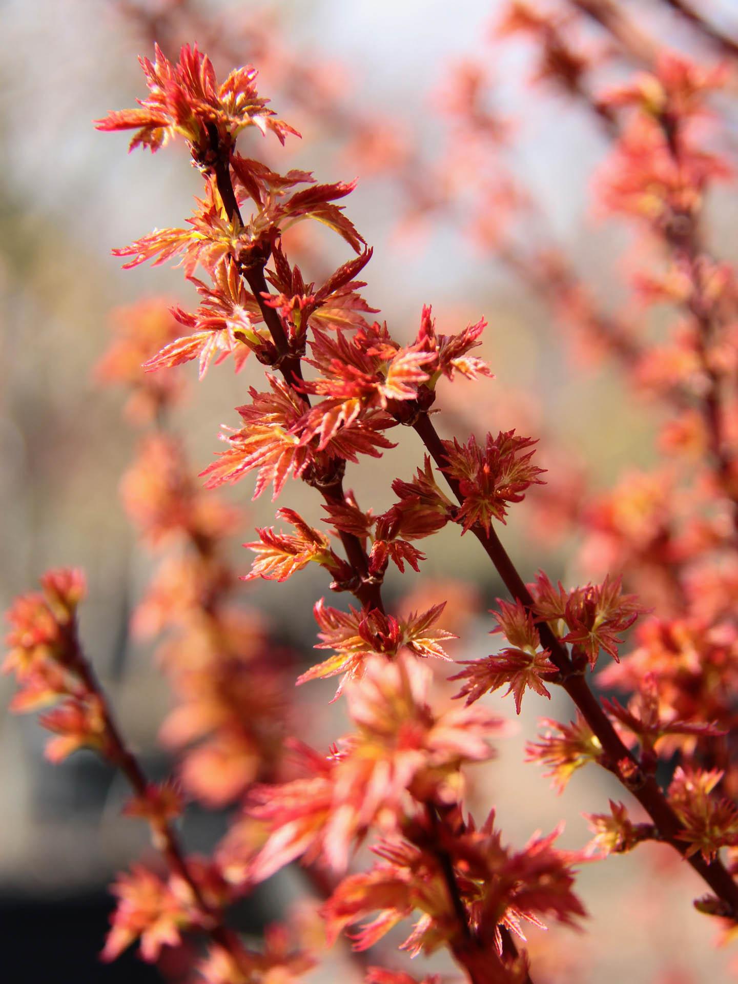 Acer Palmatum 'goshiki Kotohime' - View 6 from www redcrocus com