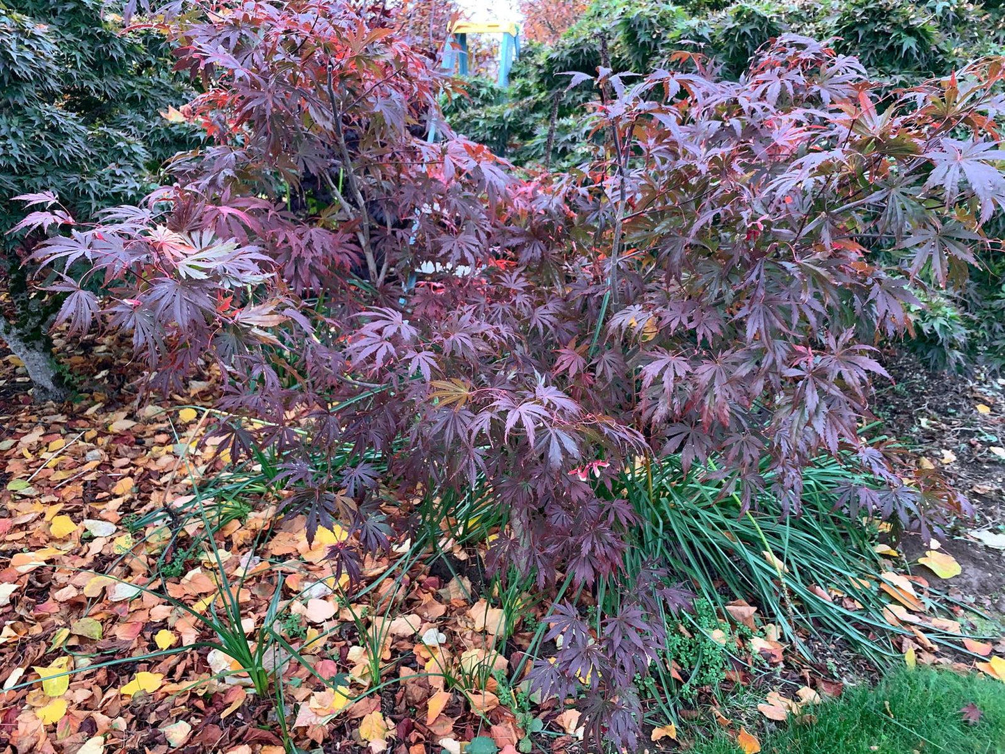 Acer Shirasawanum Purple Umbrella - View 2 from www redcrocus com