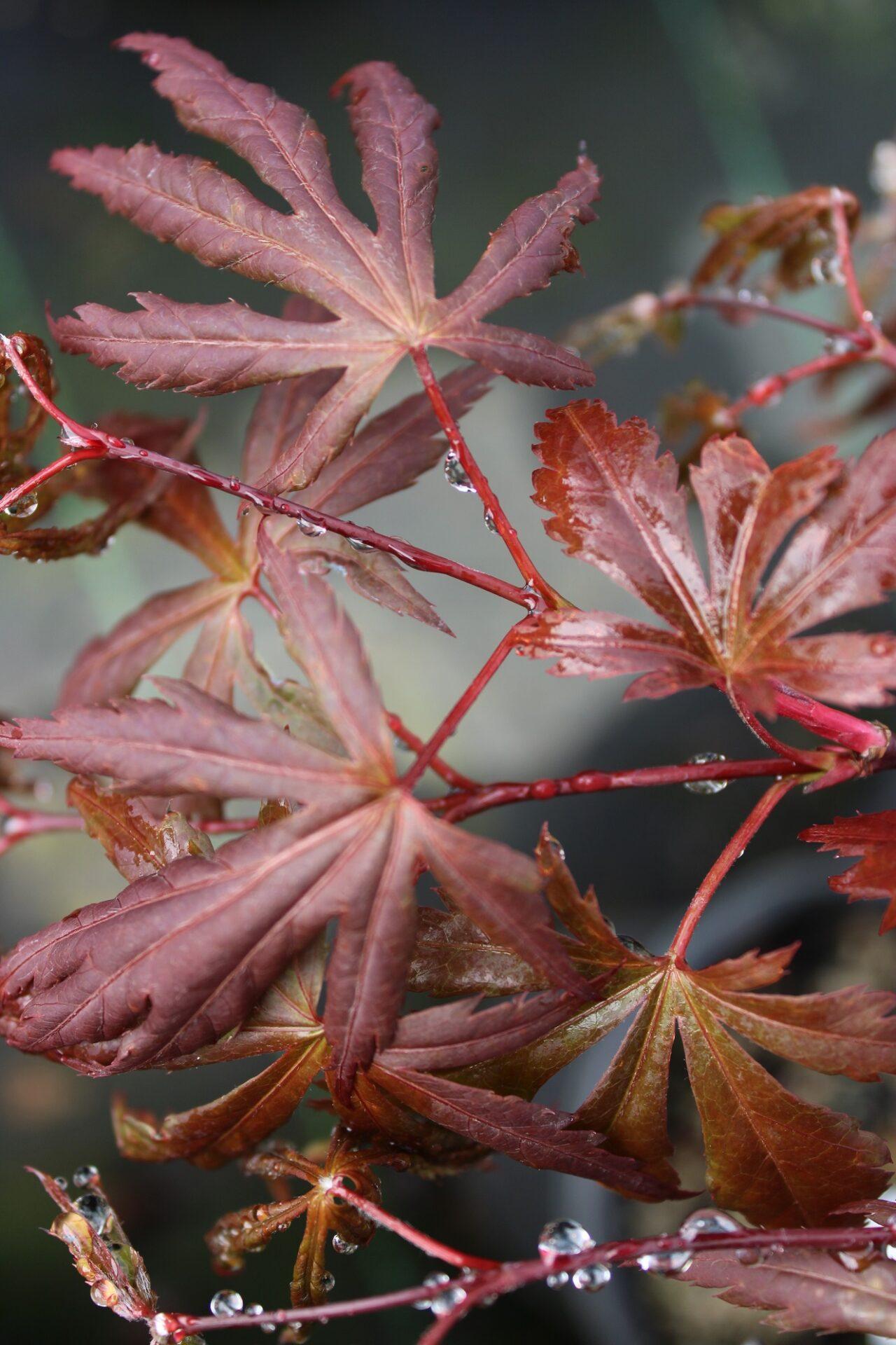 Acer Shirasawanum Purple Umbrella - View 3 from www redcrocus com