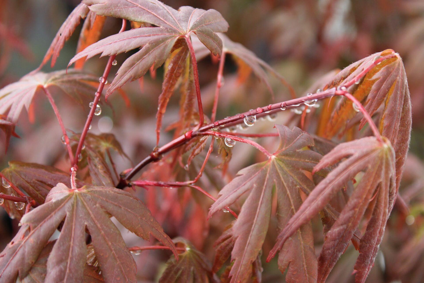 Acer Shirasawanum Purple Umbrella - View 4 from www redcrocus com